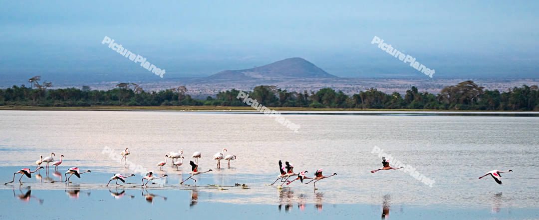 Flamingos
